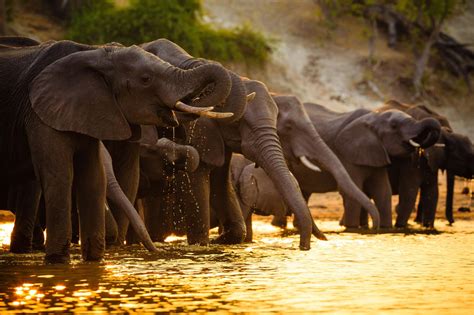 Chobe National Park Game Drive Join Up Safaris