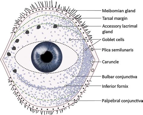 Bcla Clear Anatomy And Physiology Of The Anterior Eye Contact Lens