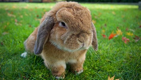 Holland Lop Rabbit Everything You Need To Know