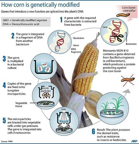 3 Main Gmo Types In The World For Seed