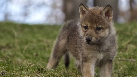 Mexican Wolf Recovery Moves Forward With Captive Pups Released To Wild