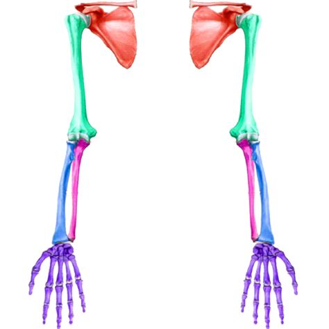 Blog de anatomía radiológica humana UNAD Grupo Miembro superior