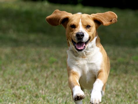9 Science Backed Reasons To Own A Dog
