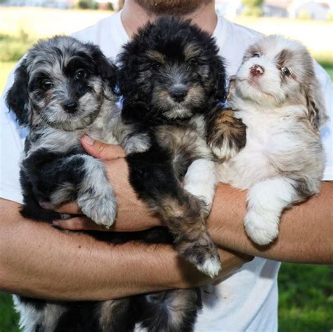 Pin By Alena Marie On Puppy Puppies Aussiedoodle Puppy Party