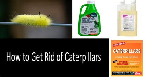 How To Get Rid Of Caterpillars Top Caterpillar Control Products
