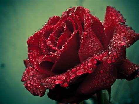 Deep Red Rose Redux By Sixthcrusifix On Deviantart Red Roses Rose