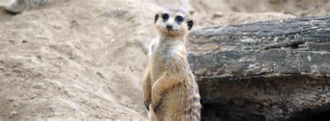 Slender Tailed Meerkat Facts And Information Seaworld Parks