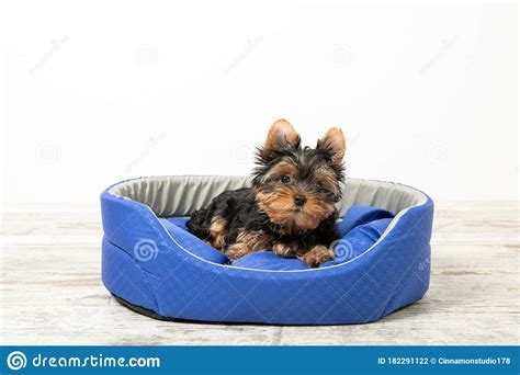 Silky Poo Puppies : Silky Terrier Dog Breed Information 