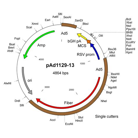 pAd1129-13 | OD260 Inc., Experts in Adenovirus Vectors