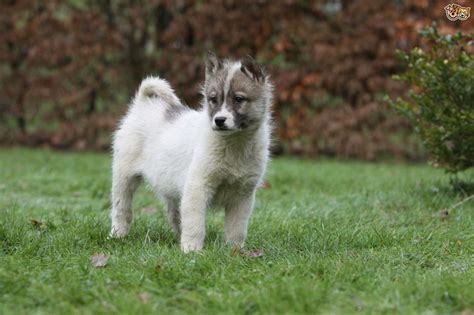 Greenland Dog Dog Breed Facts Highlights And Buying