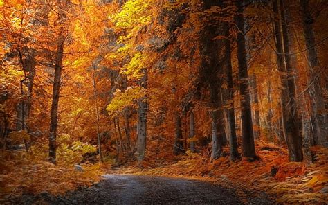 1080p Free Download Autumn Splendor Forest Fall Autumn Woods