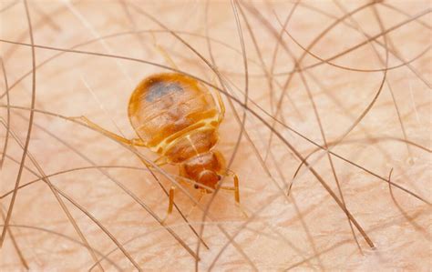 The Best Ways To Kill Bed Bugs
