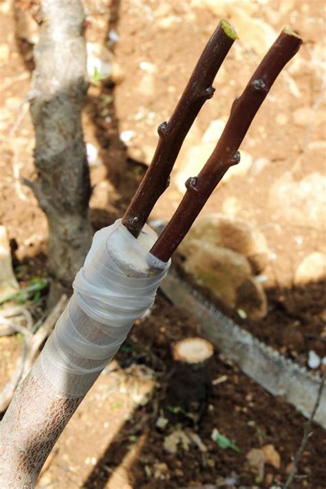 Grafting Fruit Trees A Step By Step Picture Tutorial Lady Lees Home