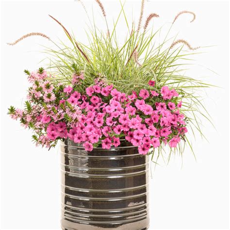 Very Exceptional Proven Winners Proven Winners Flowers Container