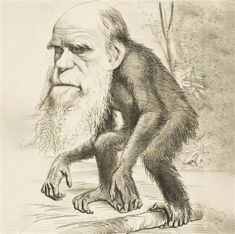 Did We Evolve From Monkeys Darwins Misunderstood Theory