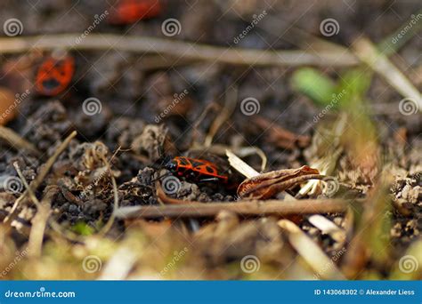 Red Bugs In The Garden In Spring Stock Photo Image Of March Germany