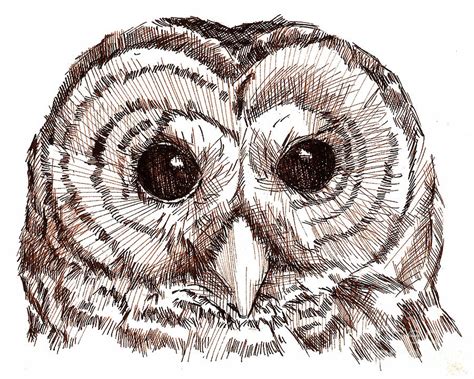 Sepia Pen And Ink Owl Drawing Drawing By Heather Davis