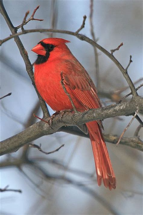 The Northern Cardinal Is The State Bird Of The Most States 7