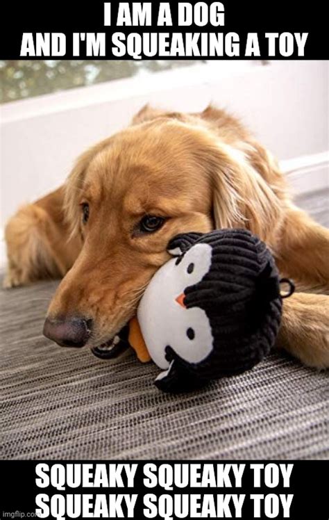 Dog Squeaky Toy Meme Wow Blog