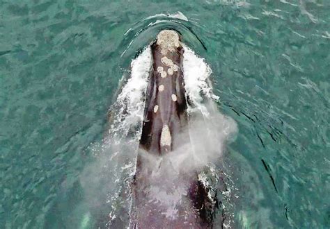 North Pacific Right Whale Makes Rare Appearance Off Bcs Coast