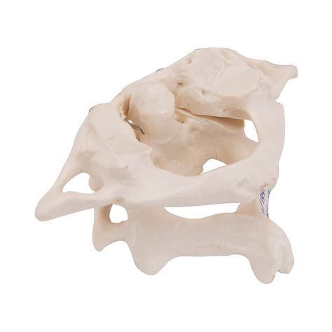 3b Smart Anatomy A71 Atlas And Axis Bone Model