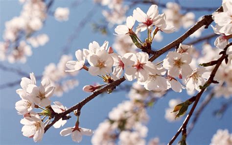 Peach Blossom Wallpapers Top Free Peach Blossom Backgrounds