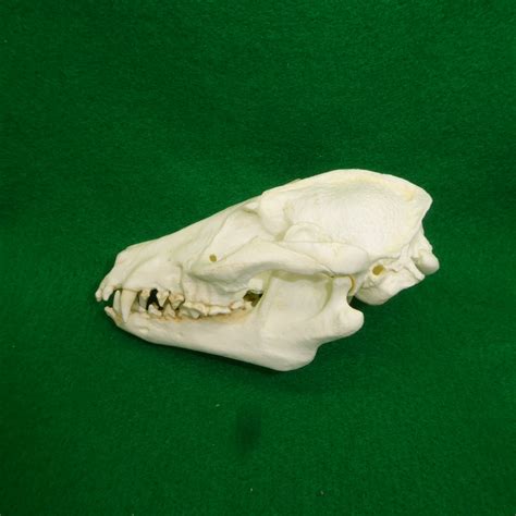 Raccoon Dog Skull Replica Skeletons And Skulls Superstore