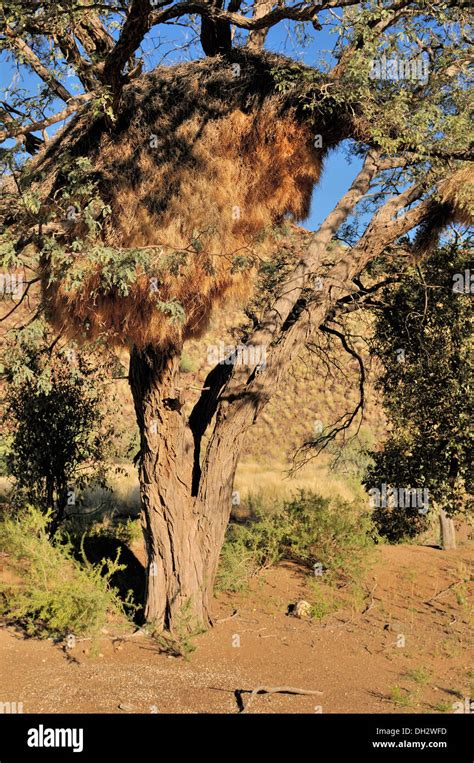 Camelthorn Tree With Sociable Weaver Community Nest Stock Photo Alamy