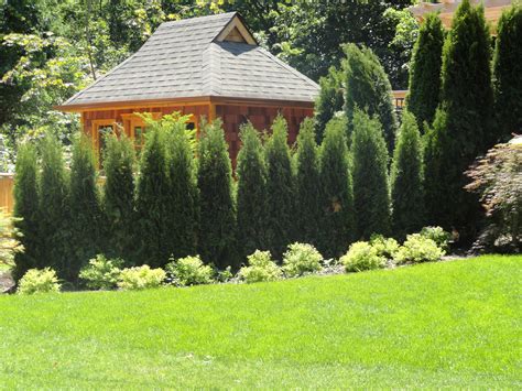 Privacy Wall Of Emerald Cedars Privacy Hedge Privacy Landscaping