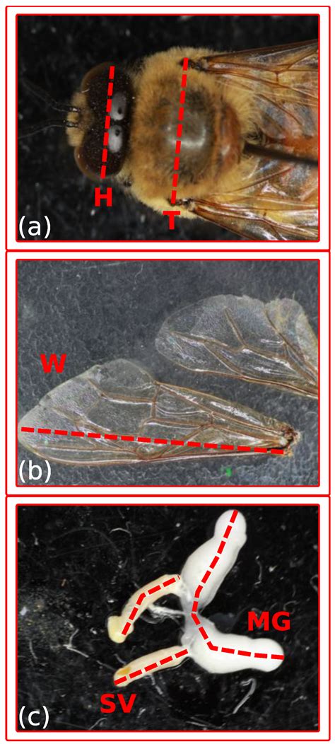 Insects Free Full Text Reproductive Senescence In Drones Of The Honey Bee Apis Mellifera