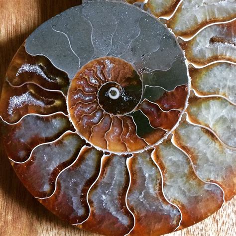 Ammonite Petrified Creatures Who Lived In The Ocean While Dinosaurs
