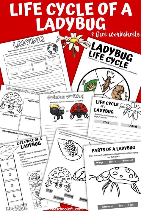 Life Cycle Of A Ladybug Freebie Life Cycles Ladybug Life Sexiz Pix
