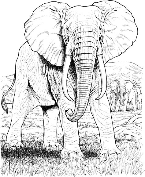 Elephant Printable Coloring Pages Printable Blank World