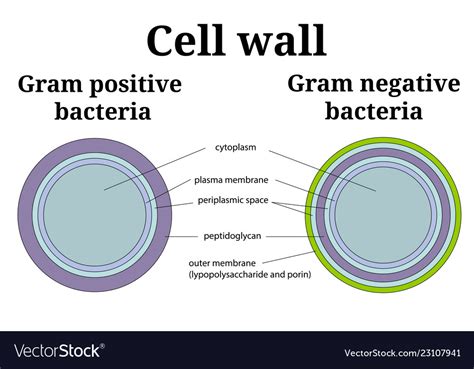 Gram Positive And Negative Cell Wall