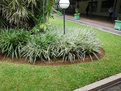 Exotic Plants In Indonesia Ophiopogon Jaburan
