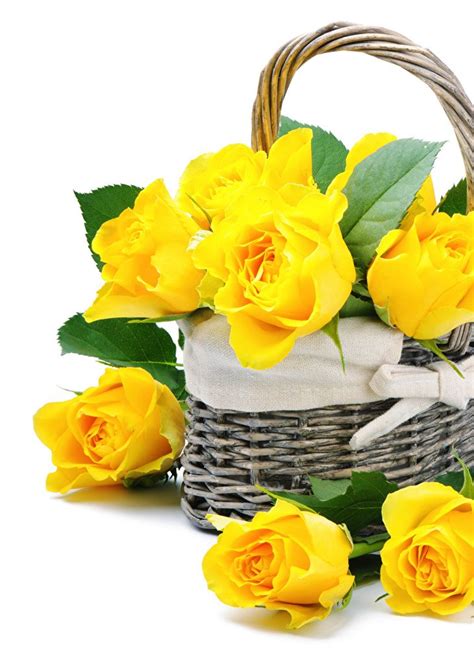 Картинка Розы Желтый Цветы Корзина вблизи Белый фон Корзинка Крупным