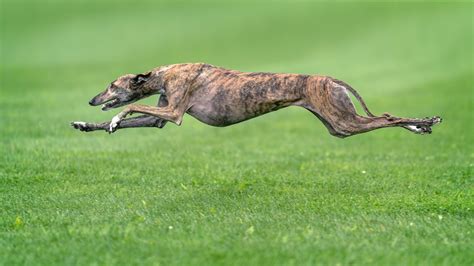 Windhund Schnelle Läufer Mit Ausgeprägtem Jagdtrieb Das Tierlexikon