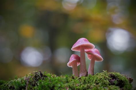 Mushroom Plants Macro Moss Wallpapers Hd Desktop And Mobile