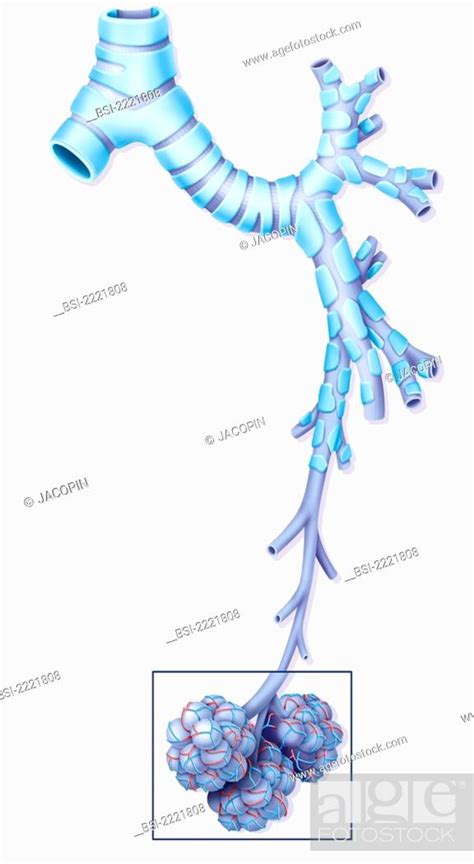 Bronchus Drawing Left Bronchial Tree Stock Photo Picture And Rights