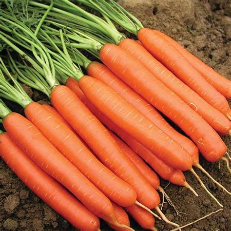 Carrot Rothild Green Vegetable