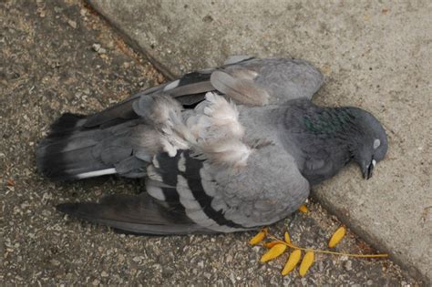 Why Dead Pigeons Are Rarely Seen In Chicago Downtown Chicago Dnainfo