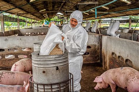 Feed Management In Pig Farming Feeding Plan Feed Formula And Feed