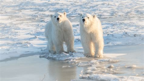 Two Polar Bears Hd Animals Wallpapers Hd Wallpapers Id