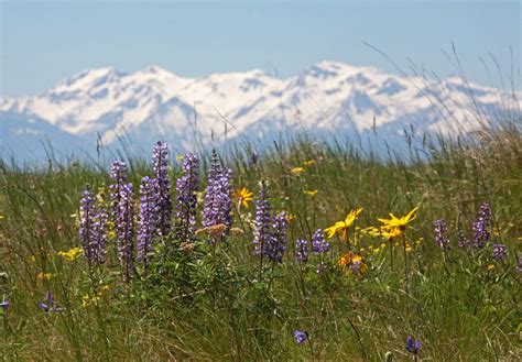 20 Photos Of Oregon Wildflowers As Our Favorite Trails Are Closed This