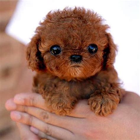 Cute Little Puppy Baby Animals Funny Cute Animals Funny Animals
