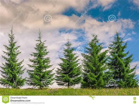 Several Pine Trees On Meadow Stock Photo Image Of Landscape Scene