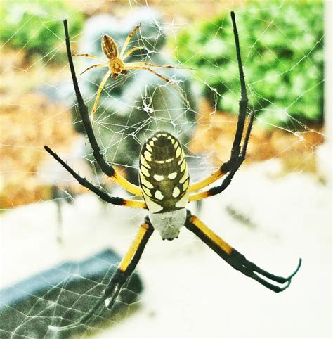 Male And Female Yellow Garden Spiders In Texas Bugs In The News