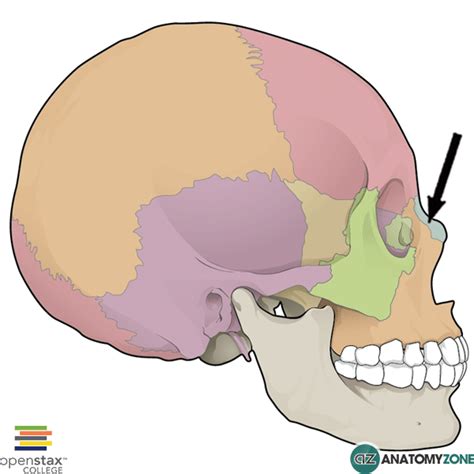 Nasal Bone Anatomyzone