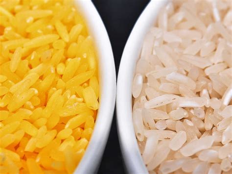 In A Grain Of Golden Rice A World Of Controversy Over Gmo Foods The