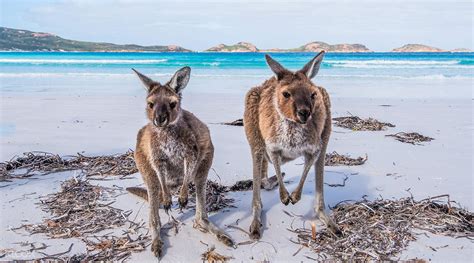 Kangaroo Island Overnight Tour